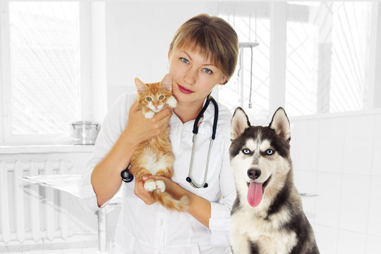 veterinarian and kitten And husky dog