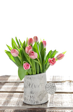Pink tulips in a watering-can on a light background