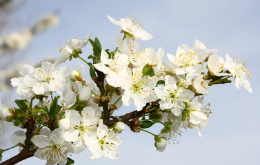 Rametto Fiorito 2017