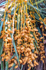 ripe dates on palm