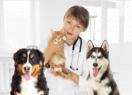 veterinarian and kitten And husky dog And the Bernese Mountain Dog