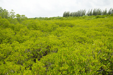 Wind with movement of foliage of Golden Mangrove Field thai name Tung Prong Thong Forest