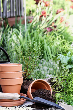 Old gardening trowel with terracotta pots, potting soil, and potted herbs with spilled soil.