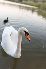 Swan in a pond in nature