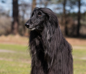 Fototapeta premium Afghane