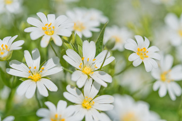  White delicate flowers of Stellaria close up.