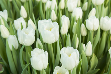 Fototapeta na wymiar beautiful white tulips in the garden. it is possible to use for postcards