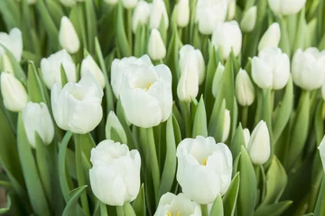 Papier Peint photo Lavable Tulipe beautiful white tulips in the garden. it is possible to use for postcards