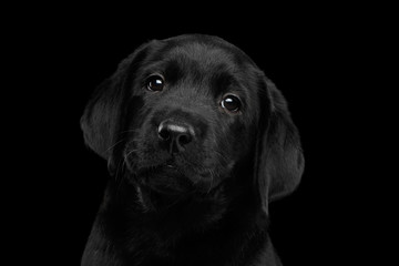 Closeup Portrait of Gorgeous labrador Retriever puppy looking sad in camera isolated on black...