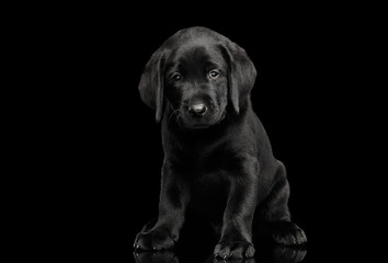 Cute labrador Retriever puppy Sitting and looking sad in camera isolated on black background, front view