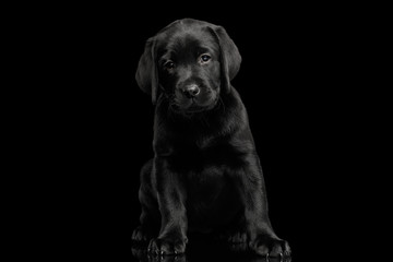 Gorgeous labrador Retriever puppy Sitting and looking sad in camera isolated on black background, front view