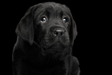 Closeup Portrait of Gorgeous Labrador Retriever puppy with sad eyes looking up ask isolated on black background, front view