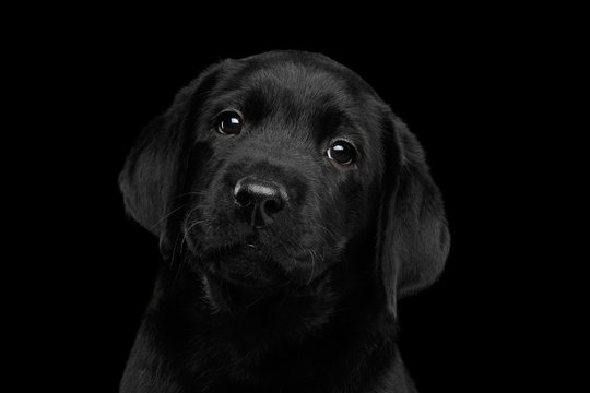 Closeup Portrait of Gorgeous labrador Retriever puppy looking sad in camera isolated on black background, front view