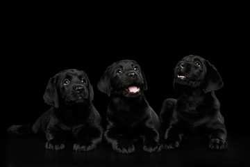 Three funny Labrador Retriever puppies Lying and happy Looking up isolated on black background,...