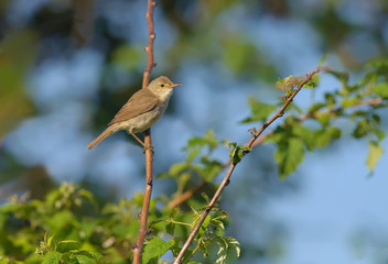 Eurasian Reed Warbler perched on a raspberry cane 