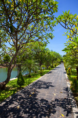 Fototapeta premium A stone path in an exotic Park in the tropics