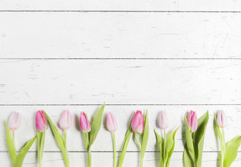 Beautiful pink tulips on white-plank background 