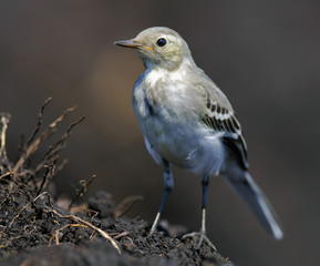 Young White Wagtail perched on a soil lump amidst plowed field 