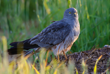 Montagu's Harrier posing on hay stock in the morning 