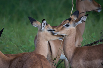 Two Impala face to face