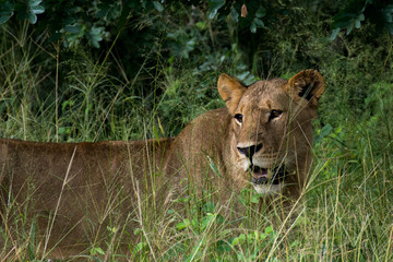 Lioness in the grass