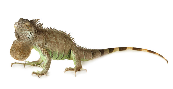 Green Iguana Isolated On A White Background