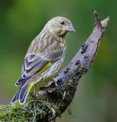 Young European Greenfinch sitting on mossy perch 