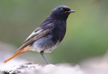 Male Black Redstart close shot with blurred background 