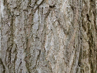 Ginkgo biloba, Rinde
