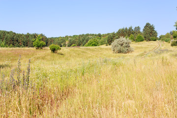 Rural summer landscape
