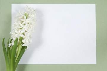 Hyacinth flowers and place for text