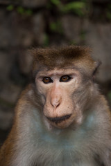 asian wild monkey, Sri lanka