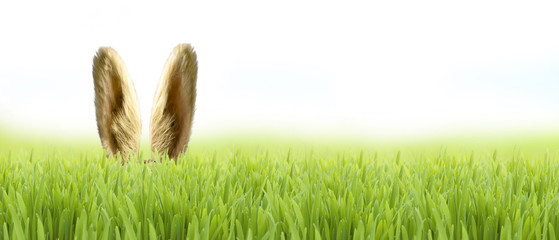 Osterhase im Gras