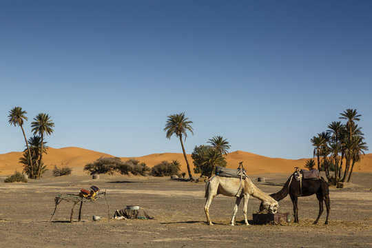 Camels at Erg Chebbi sand dunes, Sahara Desert, Morocco