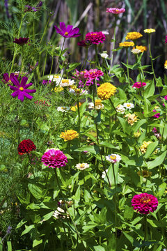 Colourful cultivated and wild flowers background. Vertical image
