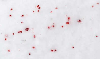 red blood on the snow
