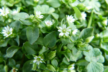 Vogelmiere Blüten und Blätter - Stellaria media - 2