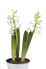 White hyacinth flower in a pot.