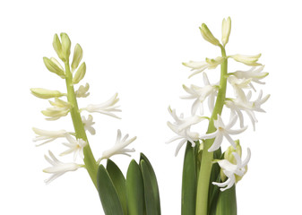 White hyacinth flower in a pot.