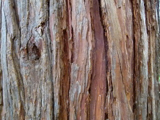 Kalifornische Flusszeder - Rinde - Calocedrus decurrens