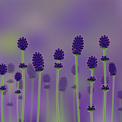 Lavender field. Vector illustration.