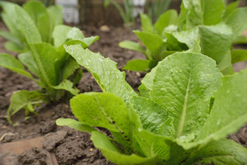 c'est le printemps, plantez vos salades au jardin !