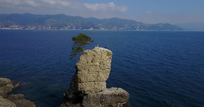 Lo Scoglio della Cadrega, pino marittimo albero, vista aerea, Lungomare tra Santa Margherita Ligure e Portofino, Paraggi, Liguria, Italia