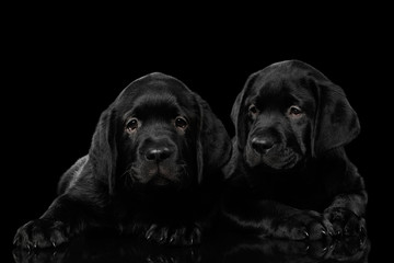 Two gorgeous labrador Retriever puppies lying isolated on black background, front view