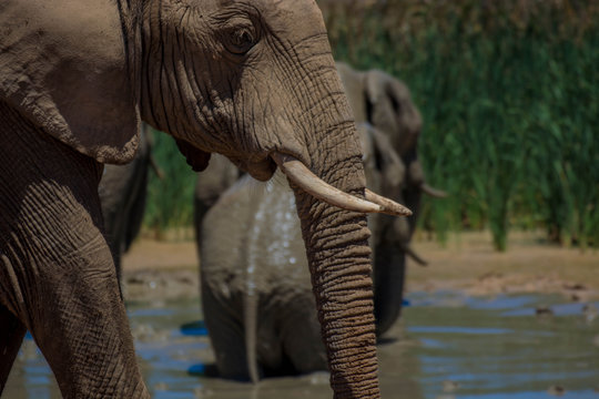 elephant in addo elephant park