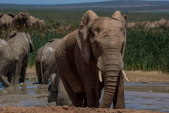 elephant in addo elephant park