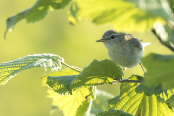 Willow warbler bird, Phylloscopus trochilus