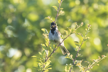 Obraz premium Male common reed bunting Emberiza schoeniclus has food for chicks