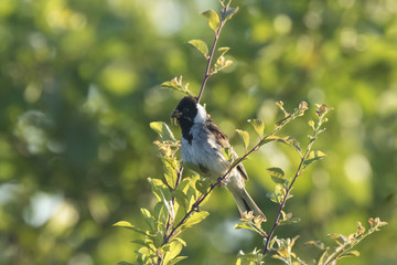 Obraz premium Male common reed bunting Emberiza schoeniclus has food for chicks