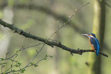 Kingfisher Alcedo atthi closeup